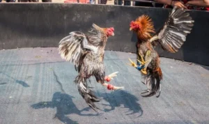 Đá Gà WS168 Tại Hay88